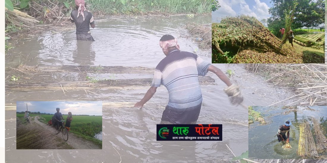 मेहनतअनुसार मूल्य नपाउँदा मोरङका सनपाट खेती गर्ने किसान निराश ।थारू पाेर्टल
