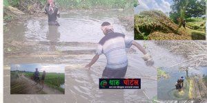 मेहनतअनुसार मूल्य नपाउँदा मोरङका सनपाट खेती गर्ने किसान निराश ।थारू पाेर्टल