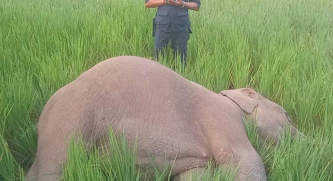 धानबारीमा बयस्क जंगली हात्ती मृत फेला ।थारू पाेर्टल