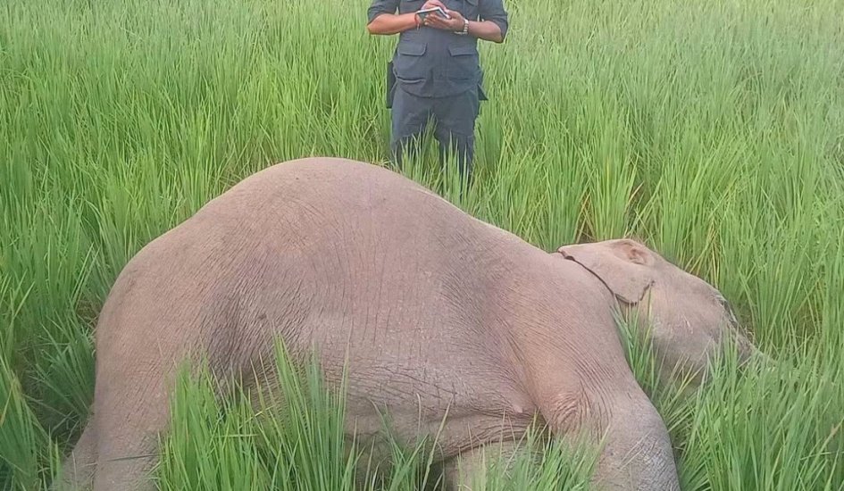 धानबारीमा बयस्क जंगली हात्ती मृत फेला ।थारू पाेर्टल